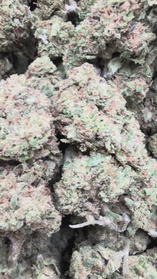 White Gelato - Bulk - Indica