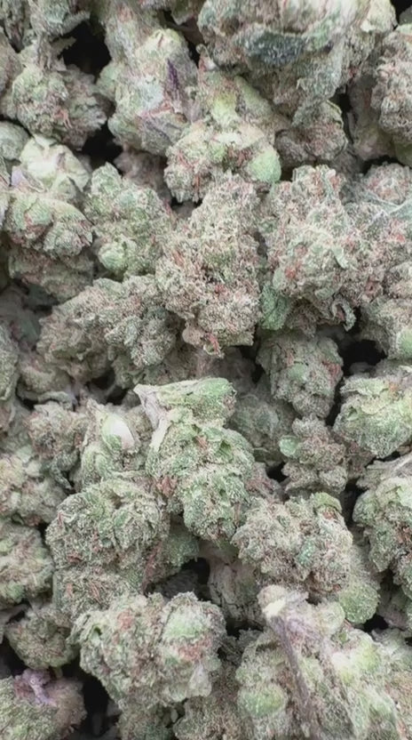 Horchata Gas Minis - Bulk Minis - Hybrid