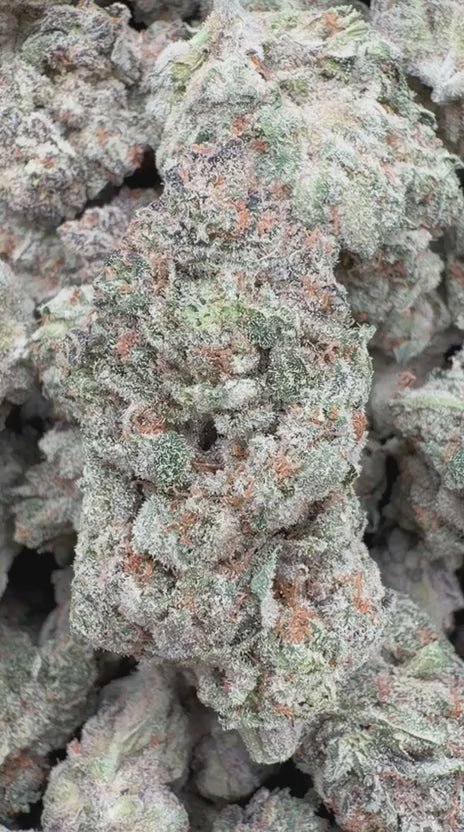 Strawberry Cough Indoor - Bulk - Sativa