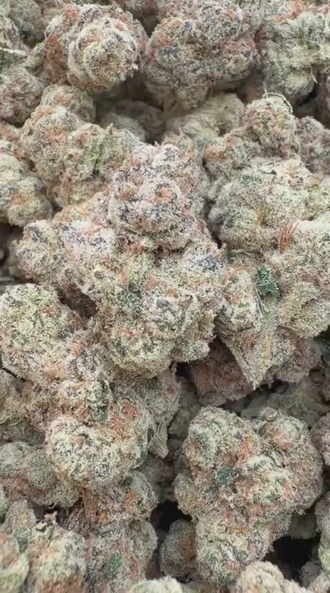 Gastro Bomb Indoor - Bulk - Indica