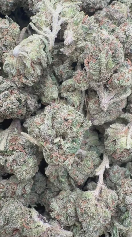 Kush Mintz Minis - Bulk Minis - Hybrid