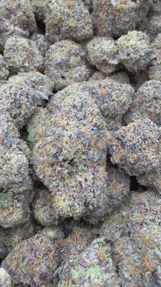 Zoapz Indoor - Bulk - Hybrid