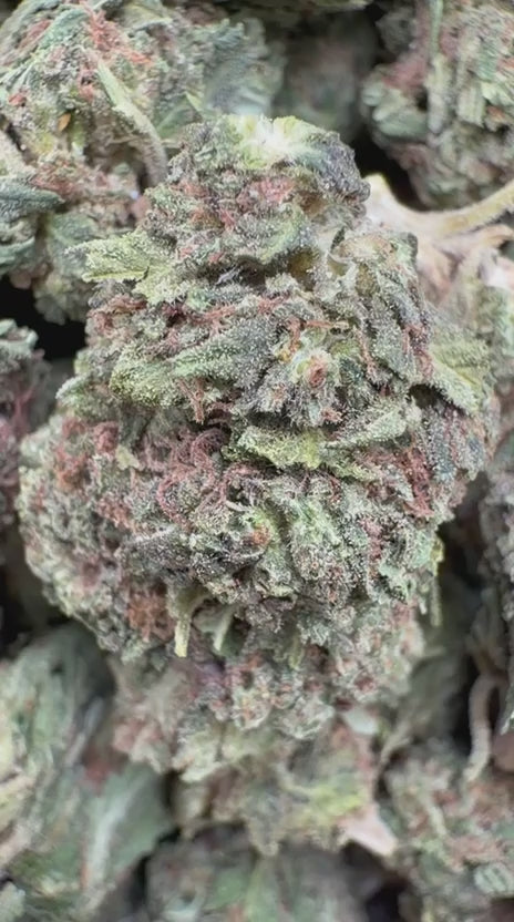 Pilot Light - Bulk - Indica