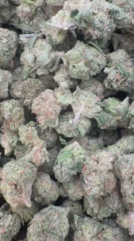 Double Dream Minis - Bulk Minis - Sativa