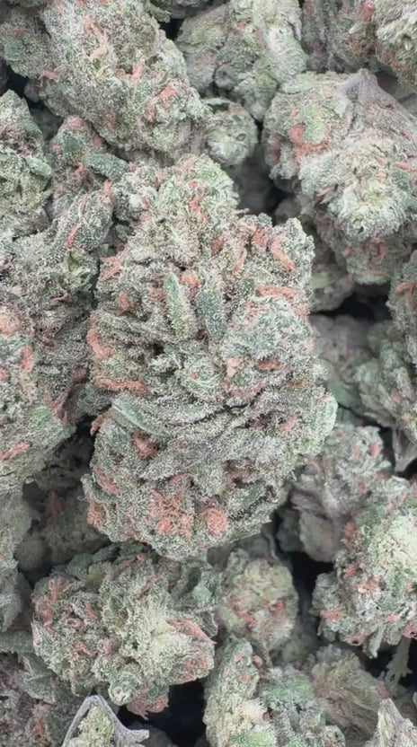 Blue Dream - Bulk - Sativa