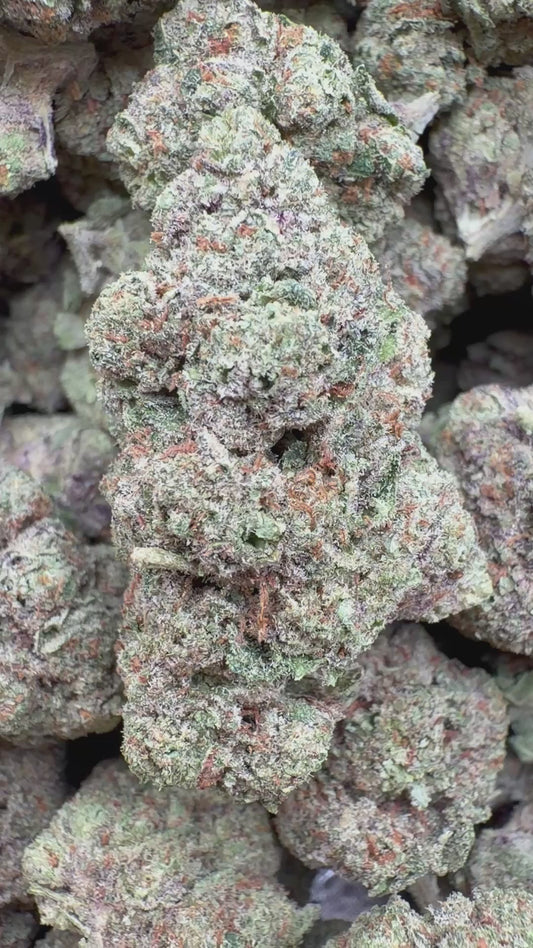 Biscotti Cake Indoor - Bulk - Hybrid