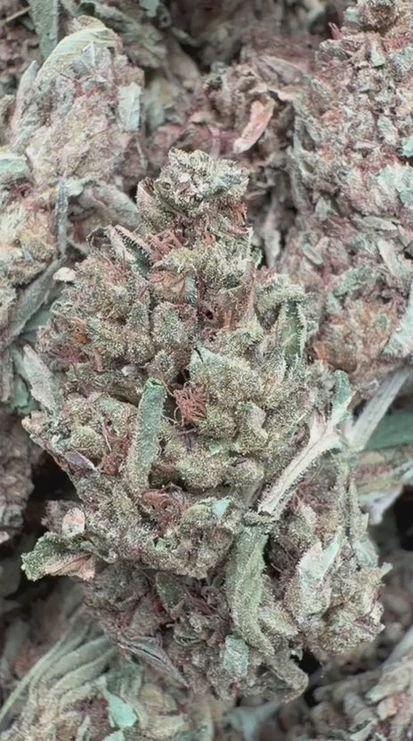 Venom OG - Bulk - Indica