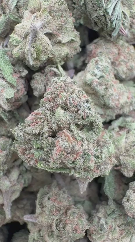 Lemon Bar Minis - Bulk Minis  - Sativa