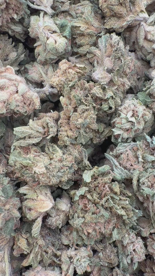 Gary Cherry Minis - Bulk Minis- Indica