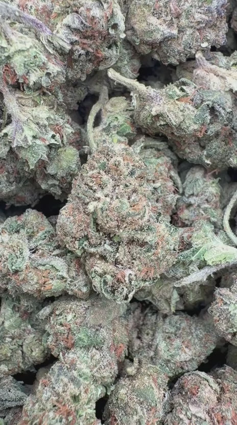Jolly Ranchers Mediums - Bulk Mediums - Indica