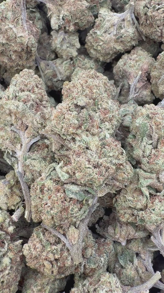 Black Cherry Soda - Bulk - Indica