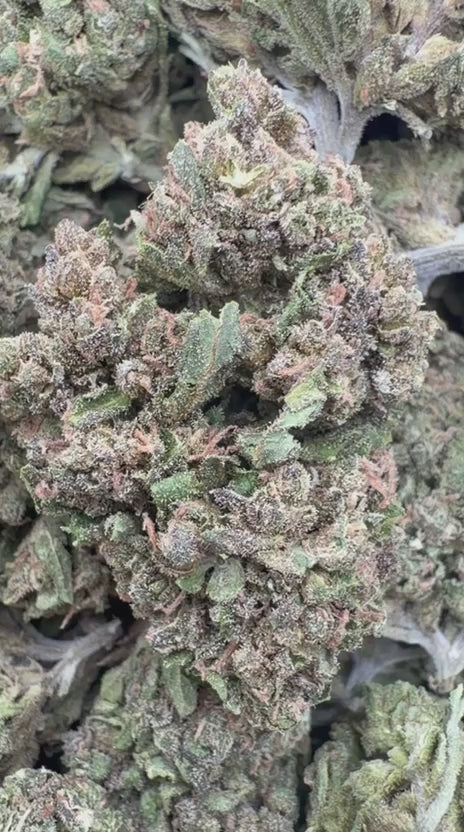 Sour Apple - Bulk - Hybrid