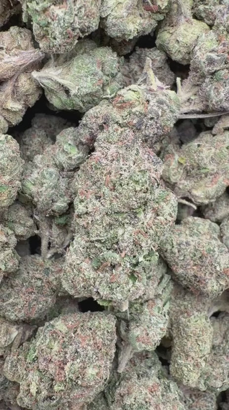 Lemon Cherry Gelato Indoor Minis - Bulk Minis - Hybrid