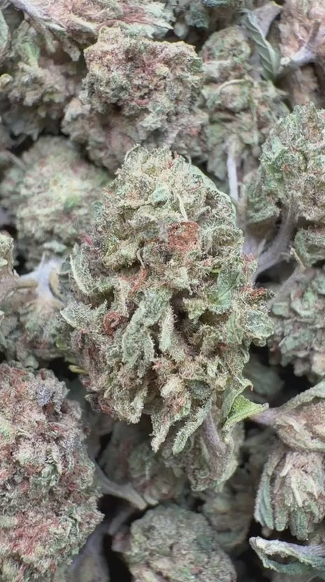 Chem Dawg Minis - Bulk Minis - Hybrid