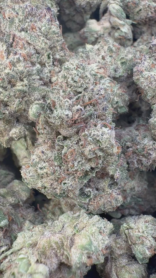 Hella Jelly Indoor - Bulk  - Sativa