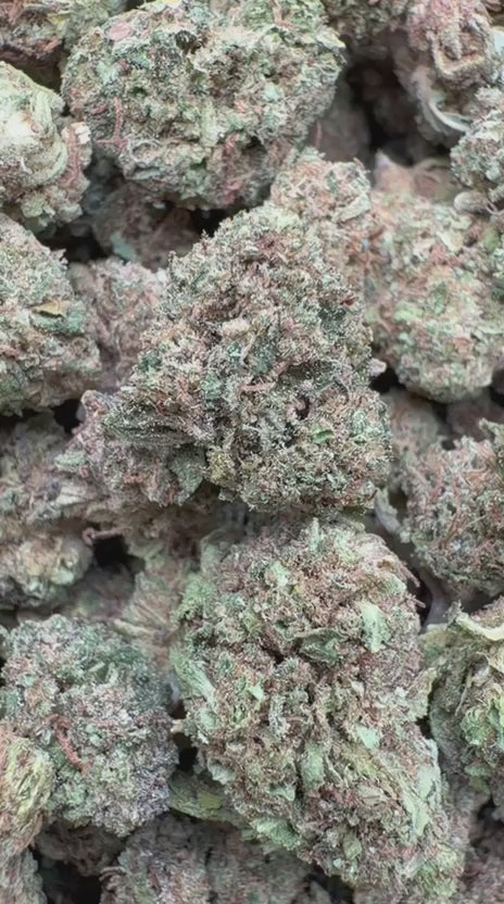 Jack Herer Minis - Bulk Minis - Sativa