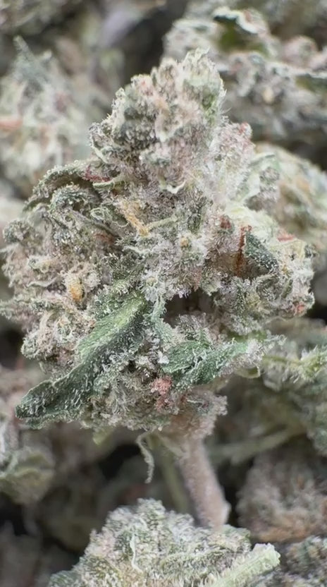 Jokerz Minis - Bulk Minis - Indica