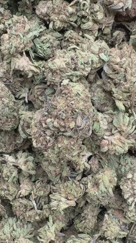 Super Runtz Mediums - Bulk Mediums - Hybrid