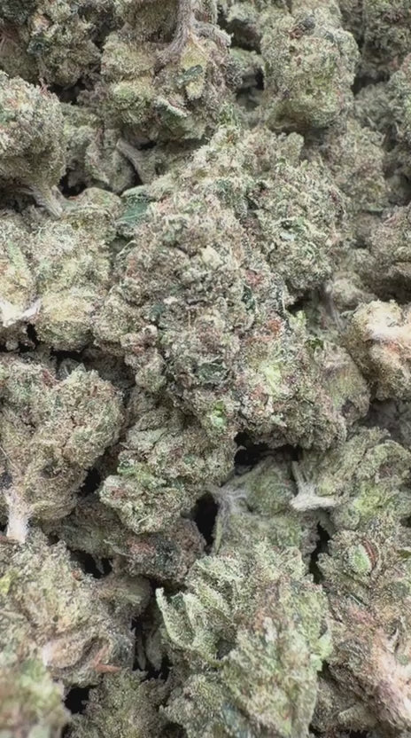 Orange Creamsicle Mediums - Bulk Mediums - Sativa
