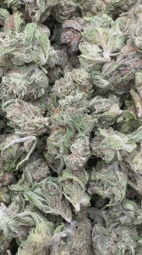 Horchata Gas Minis - Bulk Minis - Hybrid