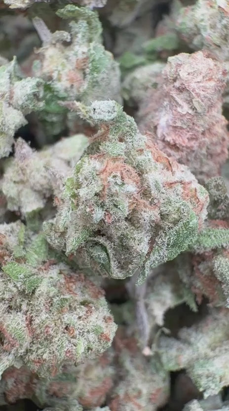 Blue Punch Minis - Bulk Minis - Indica