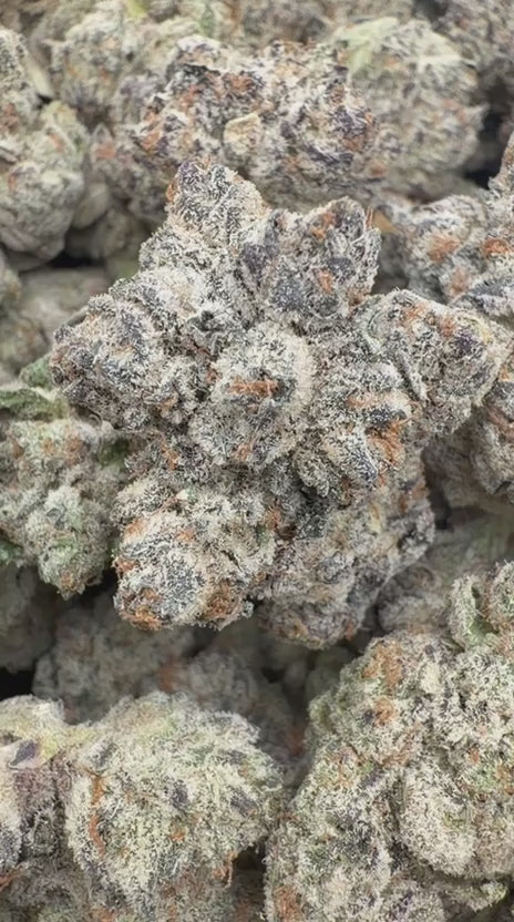 Truffle Indoor - Bulk - Indica
