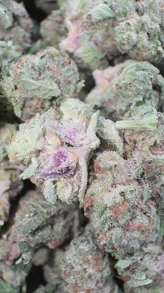 Apple Fritter Minis - Bulk Minis - Hybrid