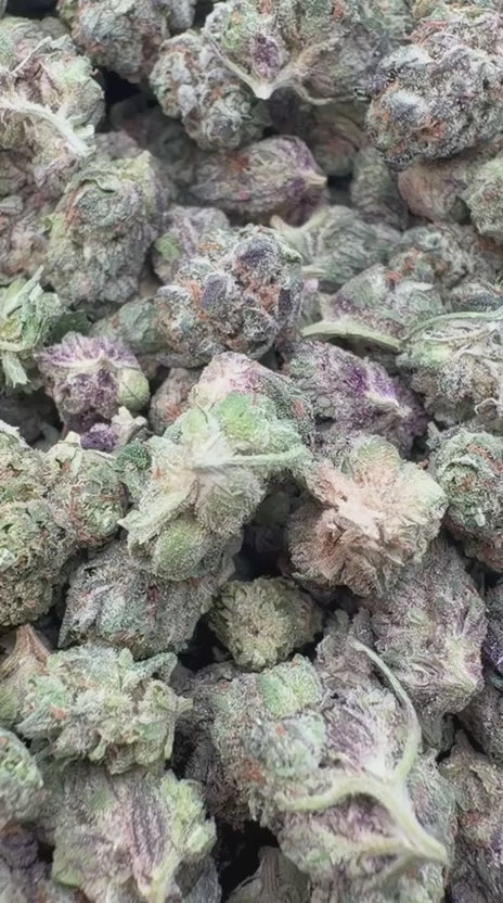 Ice Cream Cake Minis - Bulk Minis - Indica