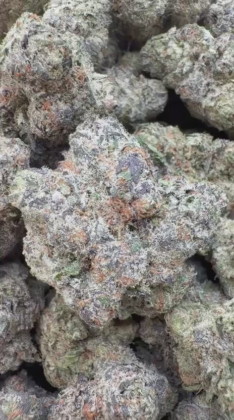 Platinum Berry Indoor - Bulk - Hybrid