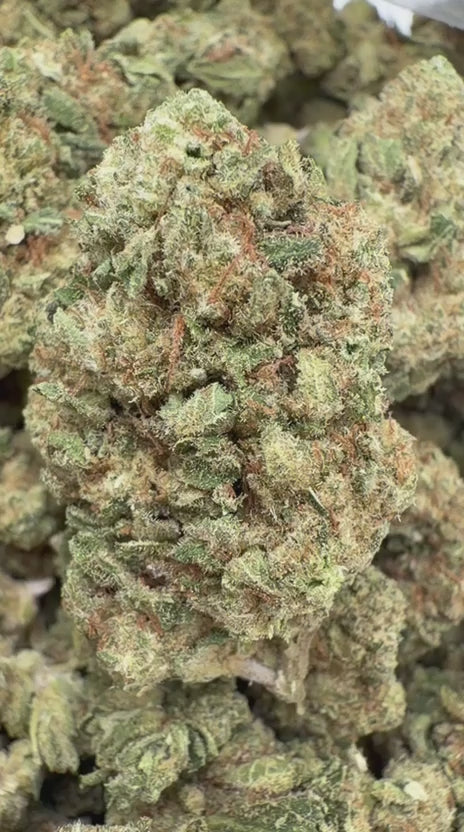Papaya Runtz - Bulk - Hybrid