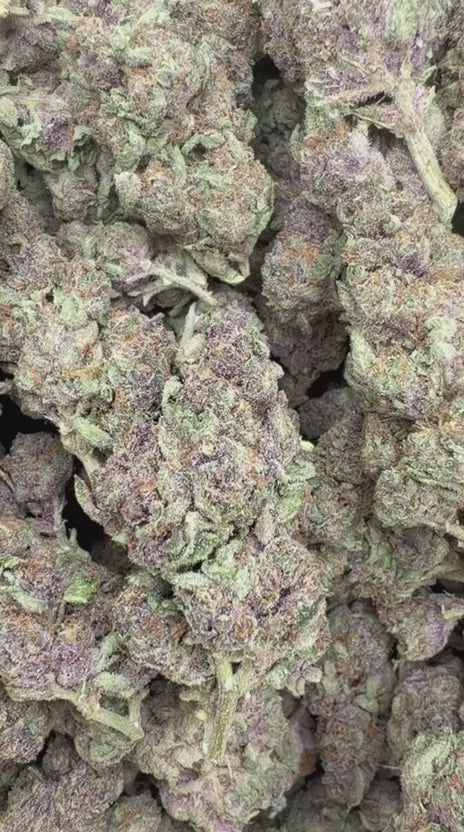 Granddaddy Purple Indoor - Bulk - Indica