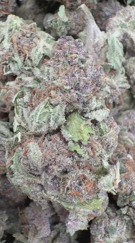 Grape Zkittles - Bulk - Hybrid