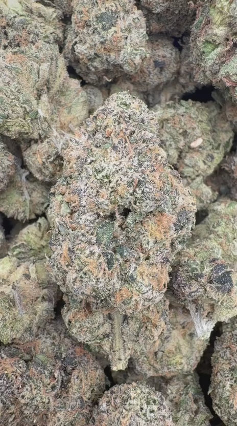 Illuminati Indoor - Bulk - Indica