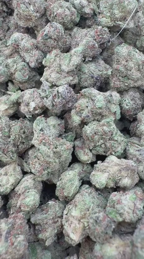 Cherry Runtz Minis - Bulk Minis - Hybrid