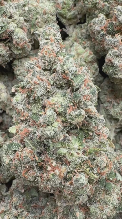 Jack Herer Indoor - Bulk - Sativa
