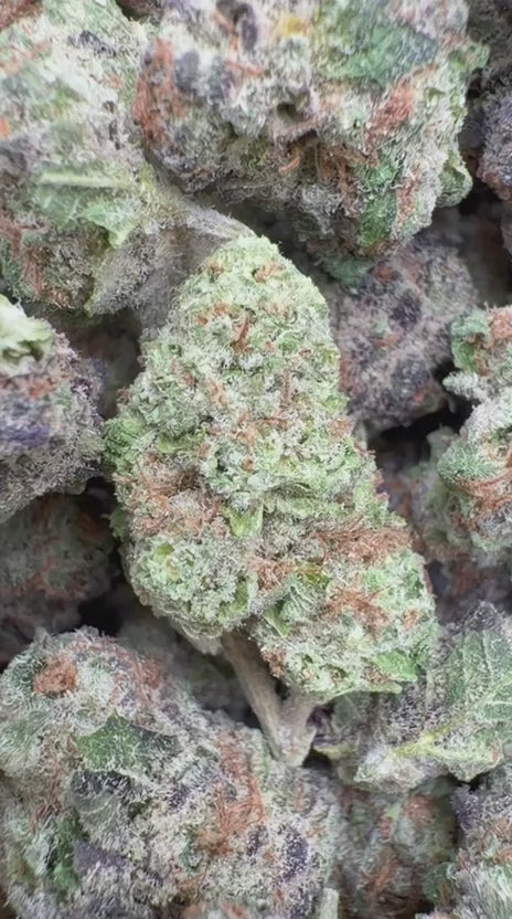 Blueberry Muffins Indoor Minis - Bulk Minis - Indica