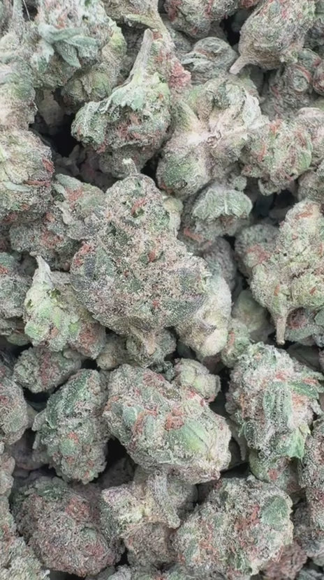Black Ice Minis - Bulk Minis - Indica