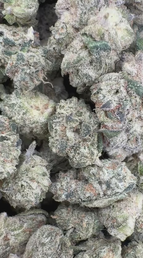 Candy Gas Indoor Minis - Bulk Minis - Hybrid