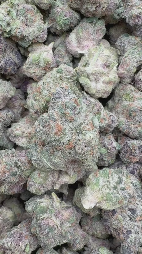 Trop Cherry Indoor Minis - Bulk Minis - Sativa