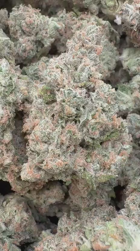 Guava Lato Indoor - Bulk - Hybrid