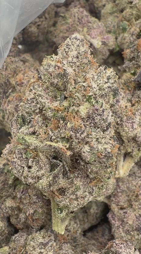 Gary Cherry Indoor - Bulk - Indica