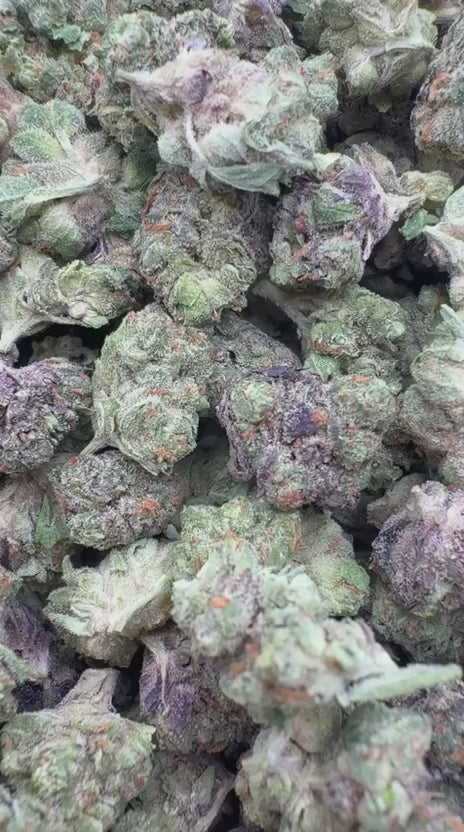 Jet Fuel Gelato Littles - Bulk Littles - Hybrid