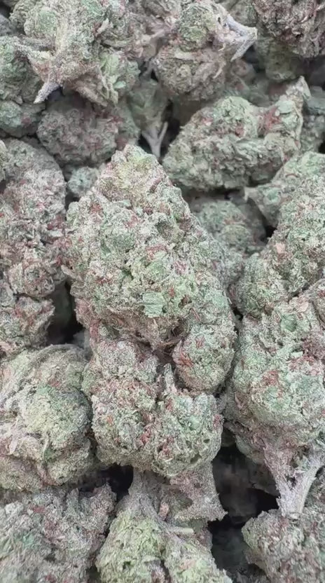 Guava Lato - Bulk - Hybrid