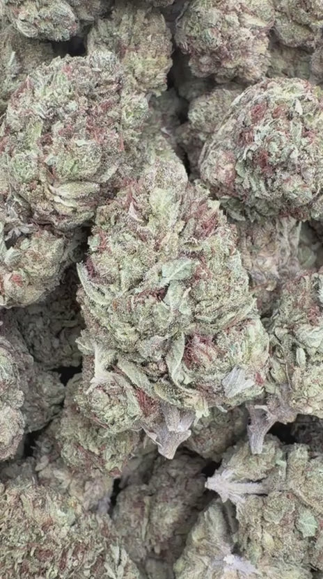 SFV OG - Bulk - Indica