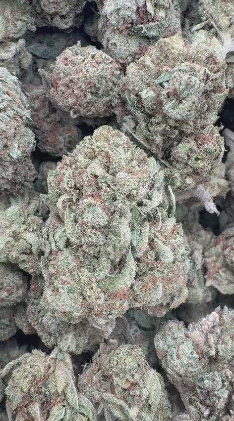 Gelato 33 - Bulk - Hybrid