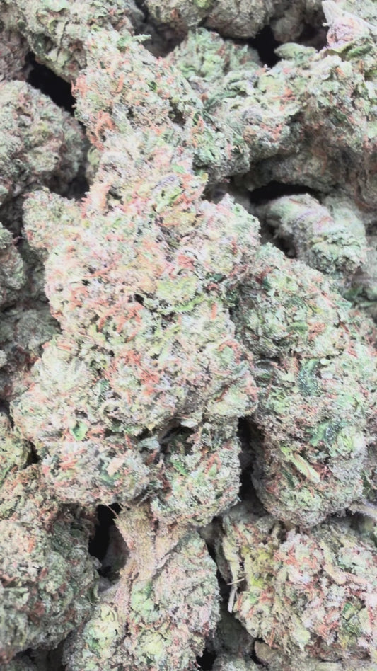 Lemon Cherry Gelato Indoor - Bulk - Indica