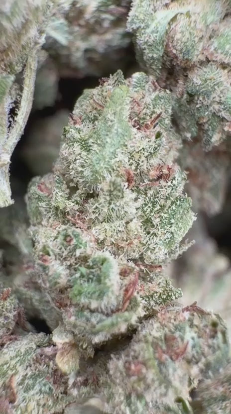 Gorilla Glue Minis - Bulk Minis - Hybrid