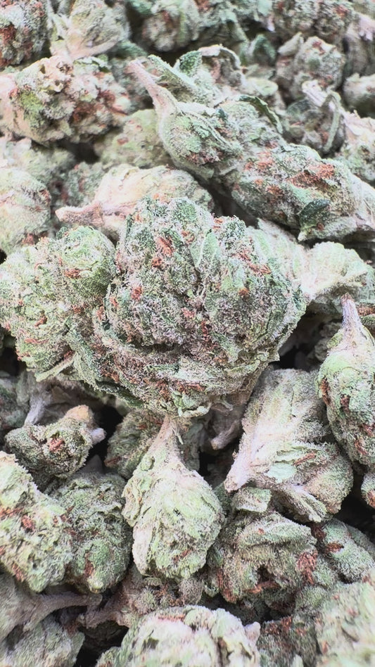SFV OG Minis - Bulk Minis - Indica