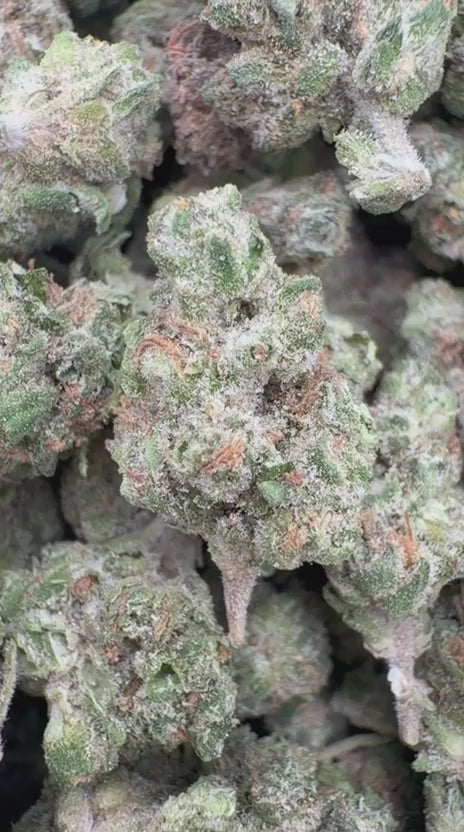 Peanut Butter Cup Minis - Bulk Minis - Indica