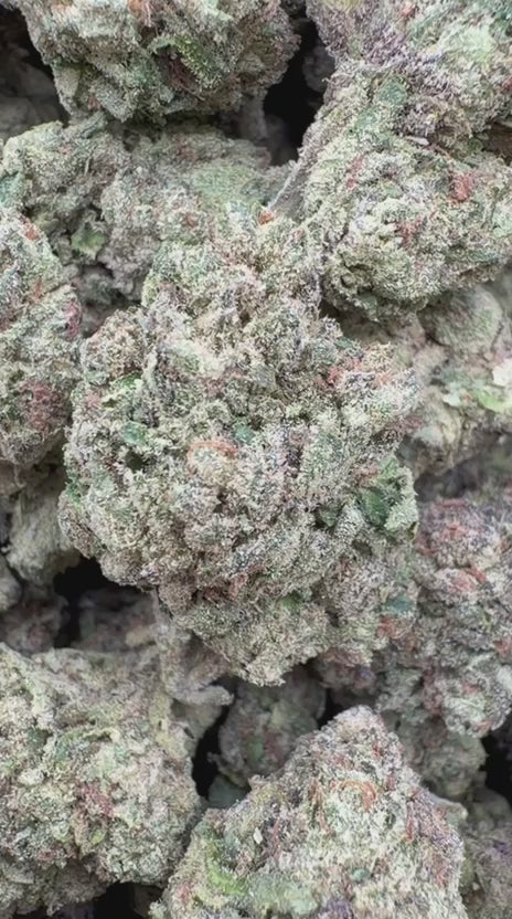 Gelato 33 - Bulk - Hybrid